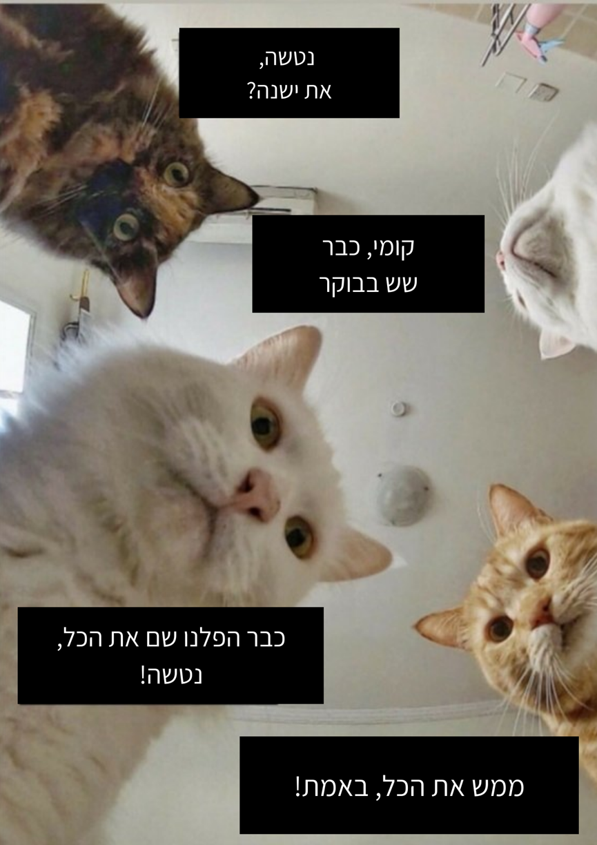 מם של חתולים עם נטשה