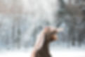 rebuba-iStock-1063657340.jpg
