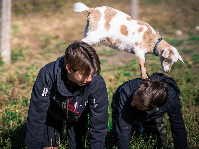 goat on kids_edited.jpg