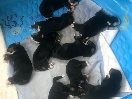 bowl of puppies.jpg