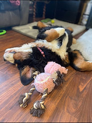 Tilly_edited.jpg