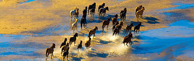 horses-running-in-water-2024-10-11-16-30-39-utc_edited.jpg