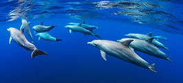 dolphins-swimming-underwater-in-ocean-2025-02-19-20-45-14-utc.jpg
