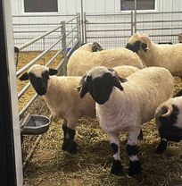 Full-blood Valais Blacknose sheep Swiss genetics Northeast Ohio