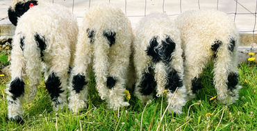 Full-blood Valais Blacknose sheep raised at Lovers Lane Ohio