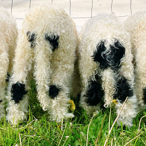 Fullblood Valais Blacknose ewe lambs showing correct black knee and hock markings in Ohio pasture - Valais Blacknose of Lovers Lane