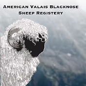 American Valais Blacknose Sheep Registry