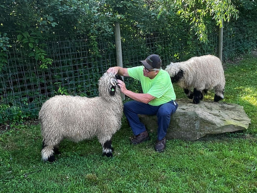 Valais Blacknose sheep USA authentic farm photo Lovers Lane Ohio