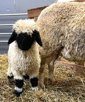 Valais Blacknose lamb born at Lovers Lane farm Ohio