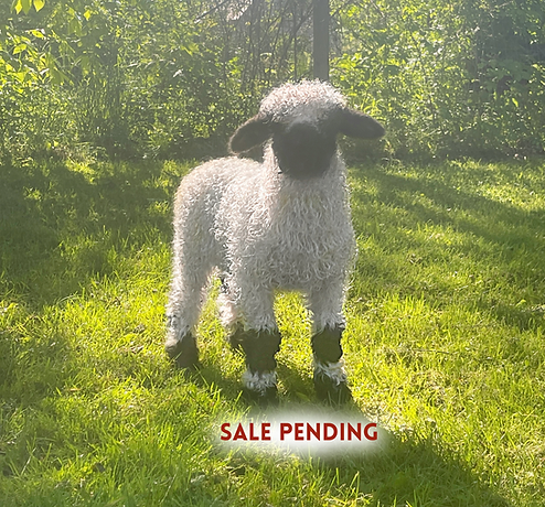 Rachel Sale Pending.png