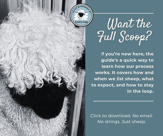 Buyers Guide (5).png