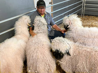 Valais Blacknose lamb Lovers Lane farm Northeast Ohio