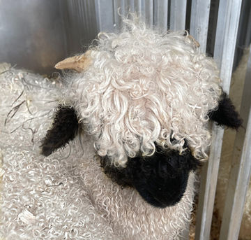 Valais Blacknose sheep with distinctive black markings bred at Lovers Lane Ohio