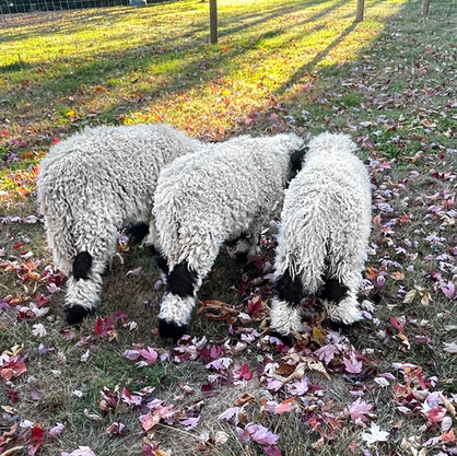 Full-blood Valais Blacknose ewe lamb Northeast Ohio