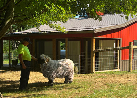 Valais Blacknose ewe and lamb Northeast Ohio farm