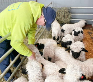 Fred Hayes of Valais Blacknose of Lovers Lane taking care of the cutest sheep in the world