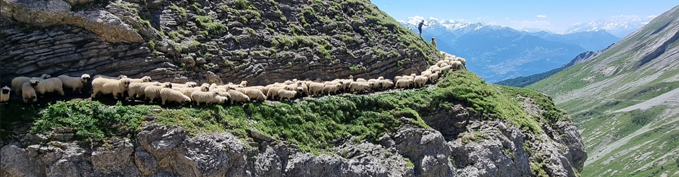 Valais Blacknose Switzerland
