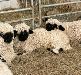 Full-blood Valais Blacknose sheep Swiss genetics Ohio USA