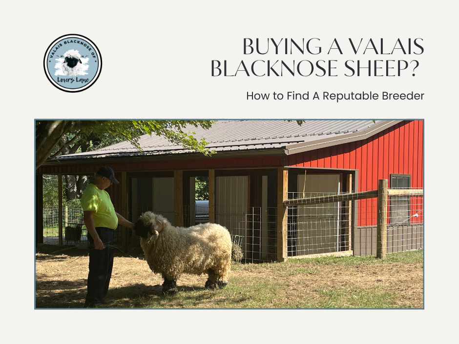 How to find a reputable breeder when purchasing a valais blacknose sheep