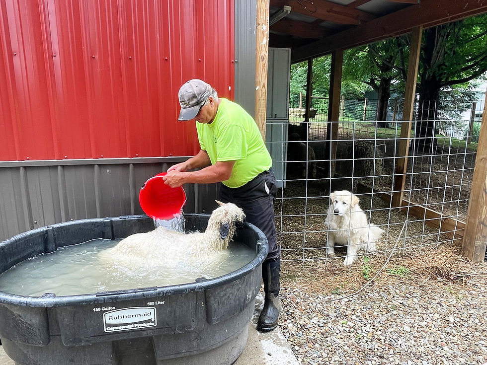 Fred keeping the valais lambs clean