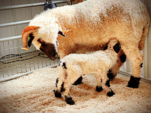 Full-blood Valais Blacknose sheep Lovers Lane Northeast Ohio