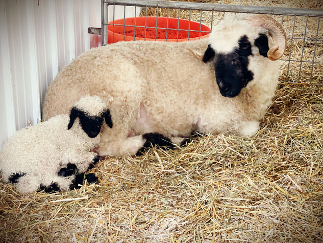 Valais Blacknose ewe Northeast Ohio full-blood breeding program