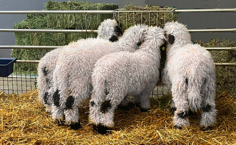 Fullblood Valais Blacknose sheep on Lovers Lane eating hay