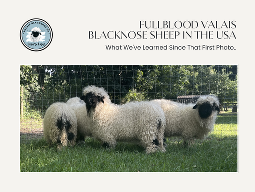 Three fullblood Valais Blacknose sheep standing in green grass showing classic black faces and dense white fleece — raised at Valais Blacknose of Lovers Lane in Northeast Ohio