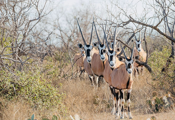Gemsbok