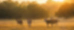 Eland
