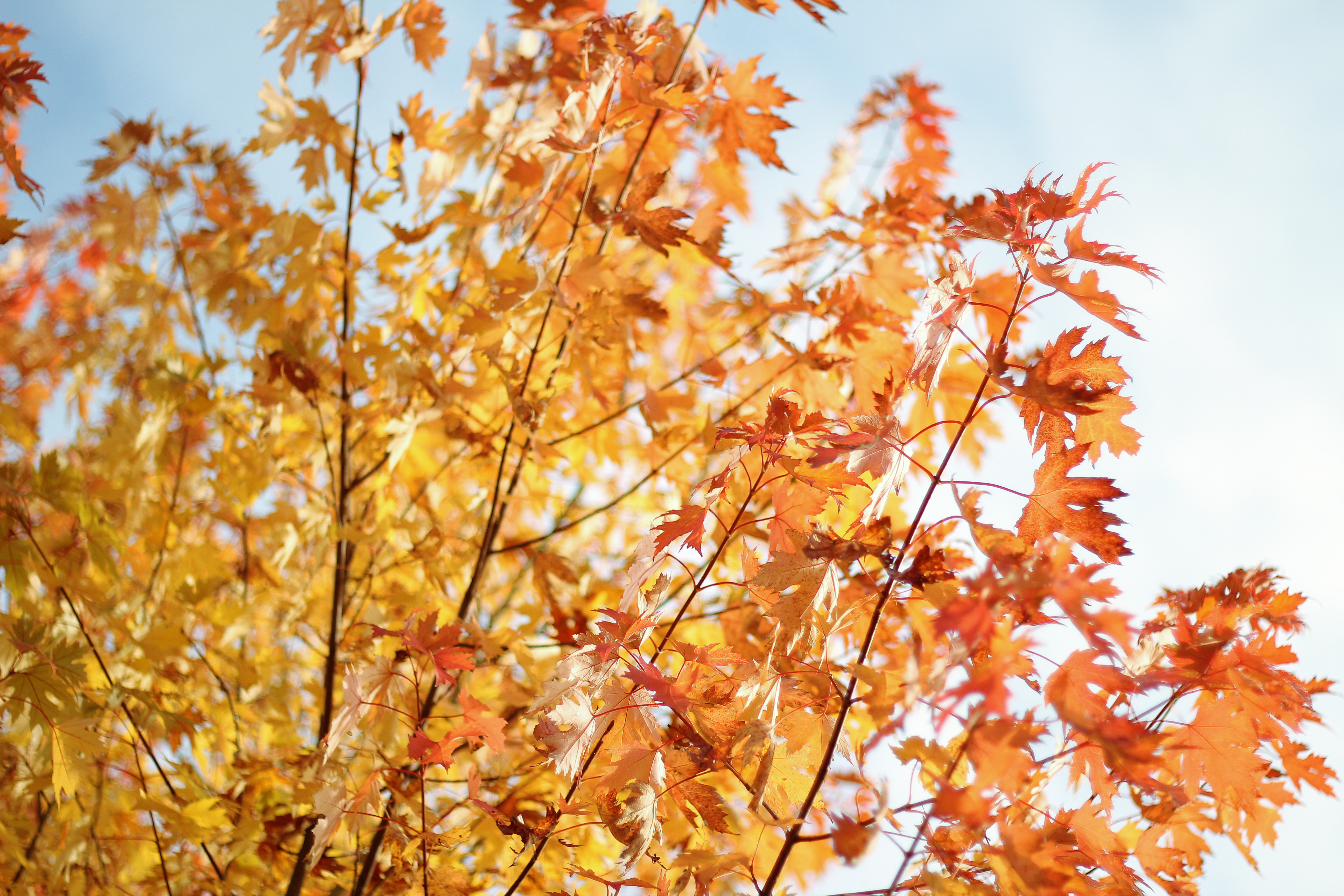 Petit gouter d'automne