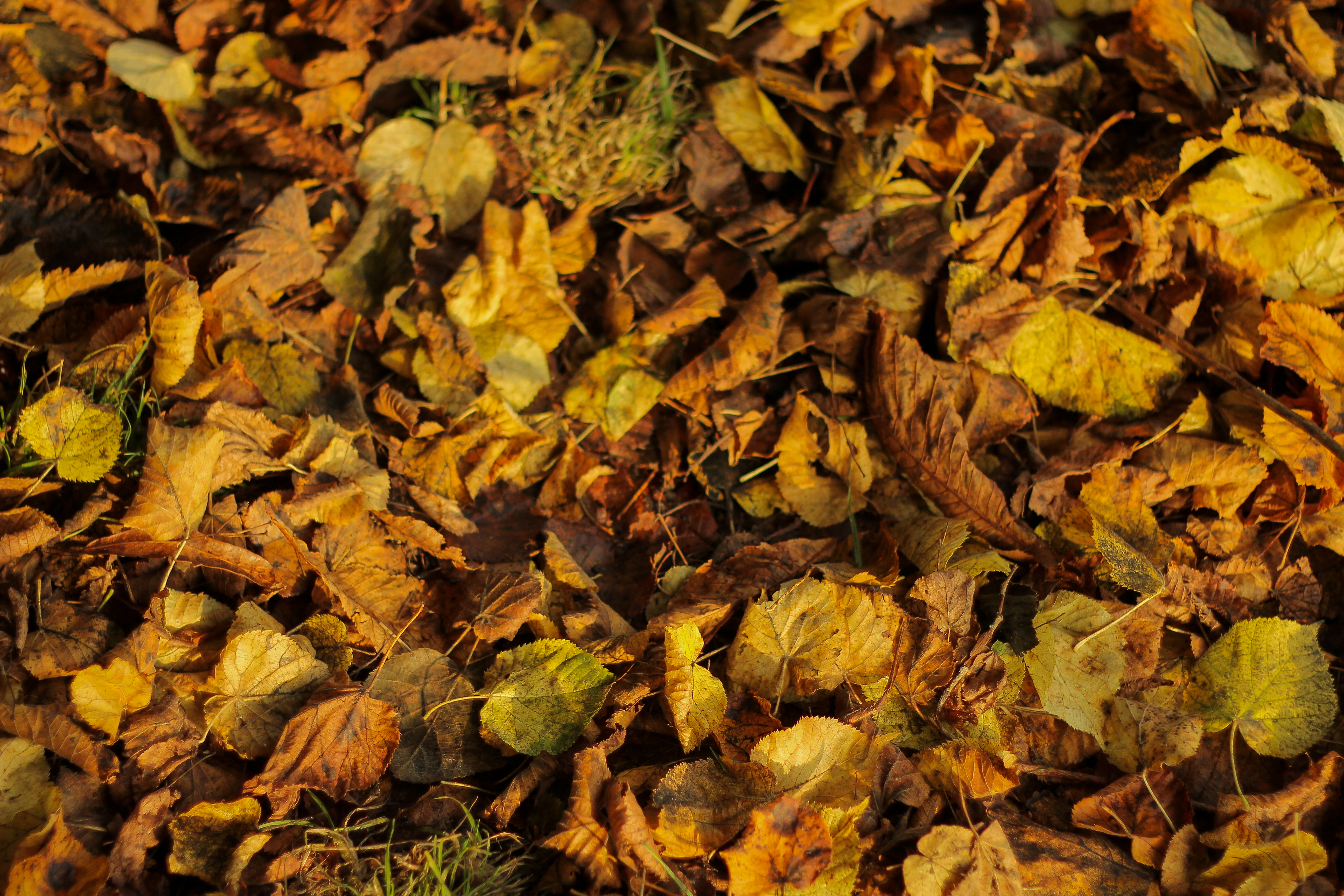Feuilles