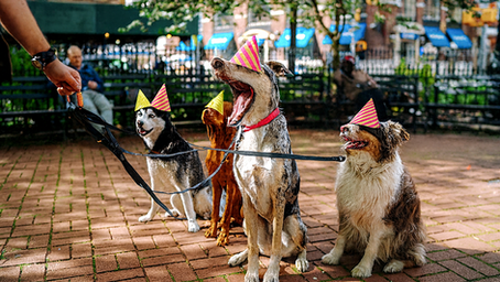 Les chiens en fête à Nice pour le Woofest