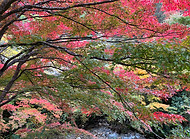 紅葉 奥出雲.jpg