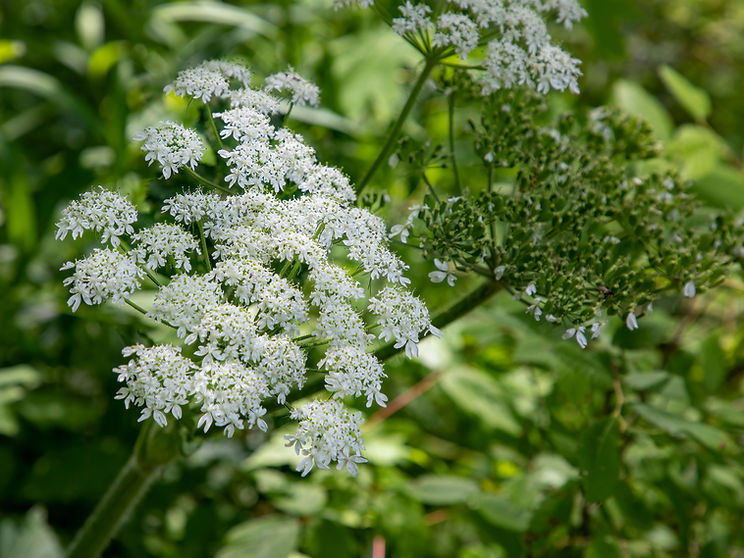 Giant Hogweed