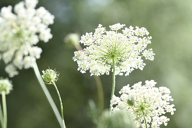 Giant Hogweed flower