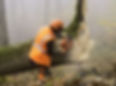 lumberjack at work in a misty forest