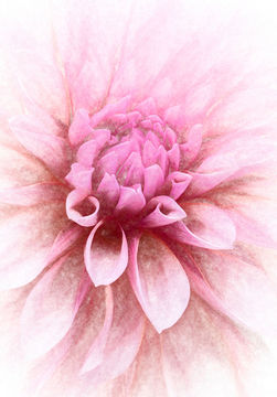 Pink dahlia