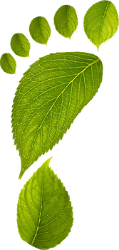 leaf footprint