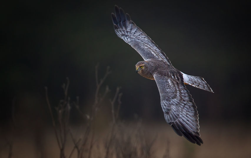 Northern Harrier