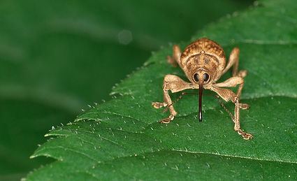Brown Insect