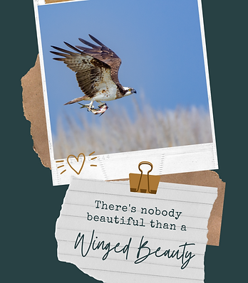 Bird Photos, An Osprey with Fish Catch