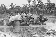 Moichhara Cattle Race