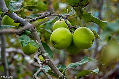 Green Apple at Orchard