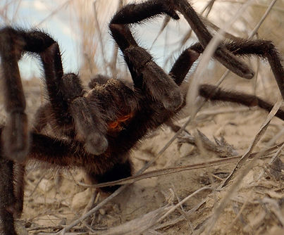 tarantula-credits.jpg