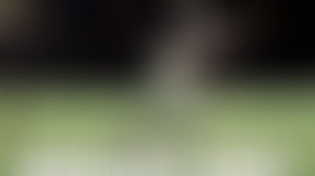 BUT SCOTCHIES RUN DOWN