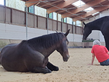Le cheval, ce "miroir" qui fait du bien au-delà des mots