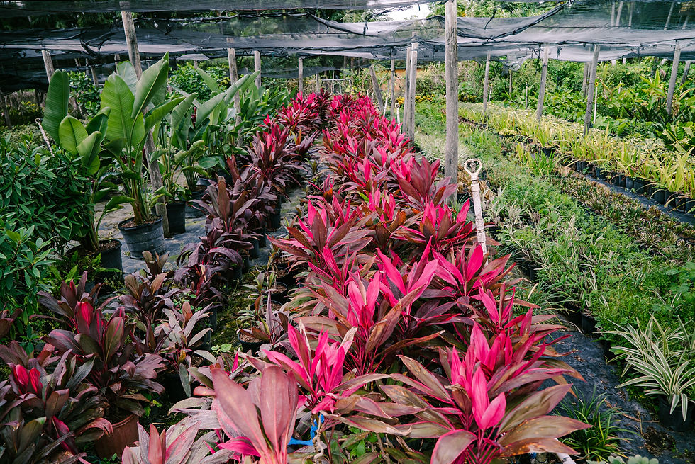 5 Facts You Didn't Know About the Red Sister Plant