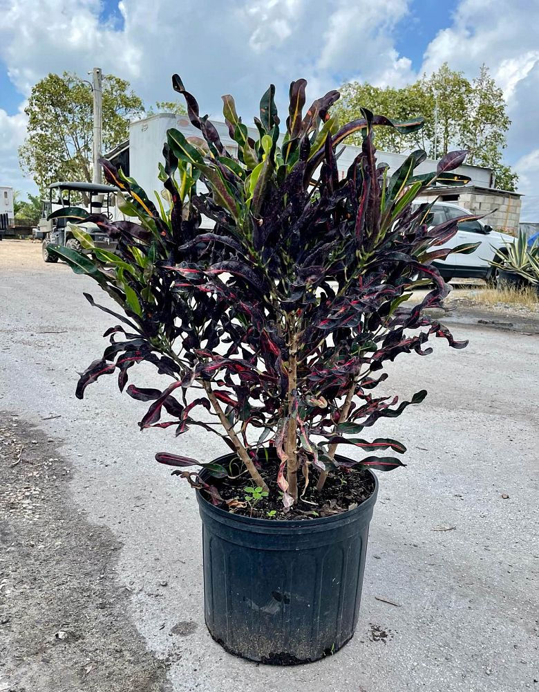 Croton Curly Boy