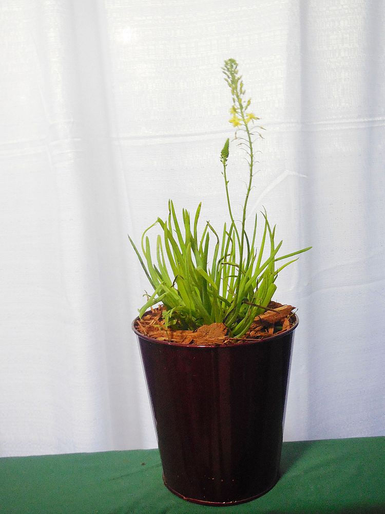 Bulbine